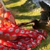 Saba Tümer, sevmek istediği siyah kuğunun saldırısına ... Saba Tümer, sevmek istediği siyah kuğunun saldırısına ...