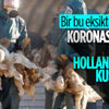 Hollanda'daki kuş gribi hızla yayılıyor