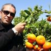 Tüketicinin isteğine göre çekirdeksiz kabuğu çabuk soyulan mandalina Tüketicinin isteğine göre çekirdeksiz kabuğu çabuk soyulan mandalina