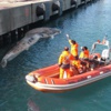 Hatay'da iskeleye vuran ölü balina yavrusu incelemeye alındı