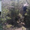 Beslediği boğa katili oldu Beslediği boğa katili oldu