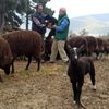 (özel) Ana kuzuları böyle görüntülendi