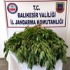 Balıkesir de uyuşturucu operasyonları