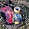 Şanlıurfa'da menfeze gizlenmiş 1 kilogram plastik patlayıcı ele geçirildi Şanlıurfa'da menfeze gizlenmiş 1 kilogram plastik patlayıcı ele geçirildi