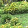 RİZE Boğaları ile kampa girdiler RİZE Boğaları ile kampa girdiler