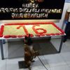 Fırtına-16 operasyonu! 100 bin uyuşturucu hap ele geçirildi