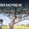 Tanzanya'nın 'aslan ağacı' Tanzanya'nın 'aslan ağacı'