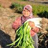 150 yıllık ata tohumlarıyla üretilen pırasa 150 yıllık ata tohumlarıyla üretilen pırasa