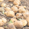 ‘2 firma 70 bin ton patates stoklamış’