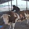 Kertenkele’de bayram kutlaması