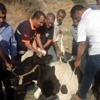 Uçurumdan Yuvarlanan İneği Kurtarma Operasyonu Uçurumdan Yuvarlanan İneği Kurtarma Operasyonu