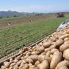 Patates ithalatında gümrük vergisi sıfırlandı