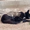 Kedi ile köpeğin gıpta edilen dostluğu Kedi ile köpeğin gıpta edilen dostluğu