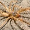 Bir şehir tedirginliği yaşıyor: camel spider ortaya çıktı