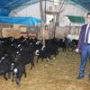 Kuzu fabrikası gibi koyunlar