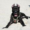 Pitbull besleyene 7 bin 802 lira ceza