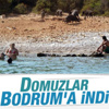 Bodrum'da yaban domuzları şehir merkezine indi