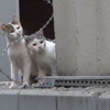 Metrobüs durağında kedi operasyonu Metrobüs durağında kedi operasyonu