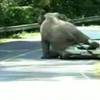 Fil aracın üzerine çıktı ve Fil aracın üzerine çıktı ve