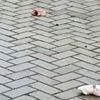 Almanya’da camiye domuz parçaları atıldı Almanya’da camiye domuz parçaları atıldı