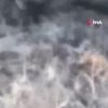 Silahla dolaşmaya başladılar! Yaban domuzları köylülerin kabusu oldu Silahla dolaşmaya başladılar! Yaban domuzları köylülerin kabusu oldu