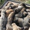 Kangal cinsi köpek tek batında 17 yavru doğurdu Kangal cinsi köpek tek batında 17 yavru doğurdu