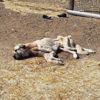 Ölmek üzereyken bulunmuştu... Şanslı köpekten kötü haber