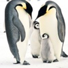 Buzdağı 150 bin pengueni öldürecek