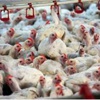 H5N8 geri döndü! H5N8 geri döndü!