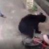 Ayının altında ölüm kalım mücadelesi Ayının altında ölüm kalım mücadelesi