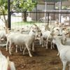 İstanbullu mimar keçi çiftliği kurarak markalaştı
