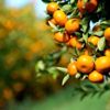 Verimi düşen mandalina, kalitesiyle ihracatı dengeleyecek