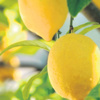 Limonu olan saklasın! Limonu olan saklasın!