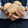‘Patates sektörü ithalatı beklemiyordu’ ‘Patates sektörü ithalatı beklemiyordu’