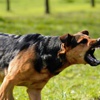 Koşu yaparken köpeklerin saldırısına uğradı! Koşu yaparken köpeklerin saldırısına uğradı!