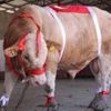 Kurbanlık hayvan sevki yapacak kişilere uyarı Kurbanlık hayvan sevki yapacak kişilere uyarı
