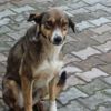 Sokak köpeklerini kısırlaştırın Sokak köpeklerini kısırlaştırın