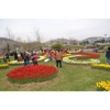 8. Sekapark Lale Festivali Başladı 8. Sekapark Lale Festivali Başladı
