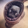 Yalnızca Pug cinsi köpeği olanların anlayabileceği 15 şey Yalnızca Pug cinsi köpeği olanların anlayabileceği 15 şey