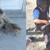 Köpeğe tecavüz ederken yakalandı, serbest bırakıldı!