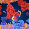 Lambda varyantı nedir? Lambda varyantı belirtileri nelerdir?