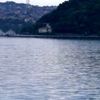 Yunuslar İstinye Sahil de görüldü Yunuslar İstinye Sahil de görüldü