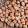 Fabrikadan 1.5 Ton Fındık Çaldılar! Fabrikadan 1.5 Ton Fındık Çaldılar!