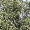 Kilis te zeytin hasadı erken başladı