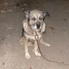 Komşusunun bahçesine girip köpeğini öldürdü
