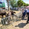 İzmir de 22 üreticiye 73 manda hibe edildi