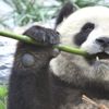 Panda koruma alanları nedeniyle 'bazı yırtıcıları soyu tehlikeye girdi'