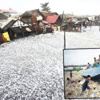 Hagupit tayfununa iki kurban Hagupit tayfununa iki kurban