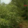 ANTALYA Alanya da orman yangını ANTALYA Alanya da orman yangını