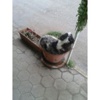 Saksıda Köpek